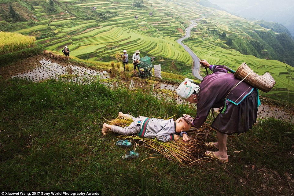 Trong lúc cha mẹ đang bận rộn thu hoạch lúa, bà nội ru bé ngủ ngay trên bờ ruộng, giữa cánh đồng. Bức ảnh chụp ở Quý Châu, Trung Quốc, này là một trong những tác phẩm dự thi về số phận khác nhau của  trẻ em trên thế giới. Ảnh Daily Mail